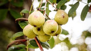 Preview wallpaper pear, fruit, branch, leaves