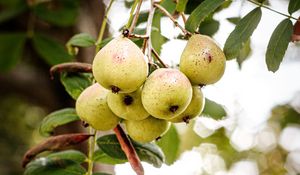 Preview wallpaper pear, fruit, branch, leaves