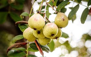 Preview wallpaper pear, fruit, branch, leaves