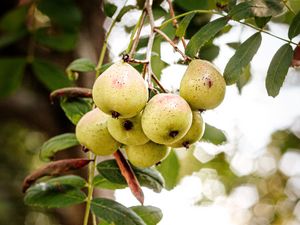 Preview wallpaper pear, fruit, branch, leaves