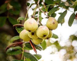 Preview wallpaper pear, fruit, branch, leaves