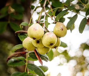 Preview wallpaper pear, fruit, branch, leaves