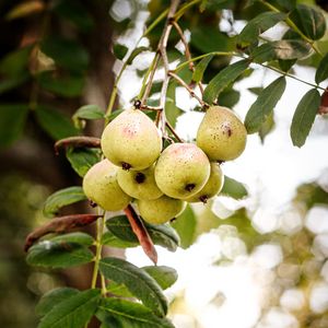 Preview wallpaper pear, fruit, branch, leaves