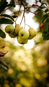 Preview wallpaper pear, fruit, branch, leaves, macro