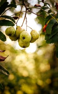 Preview wallpaper pear, fruit, branch, leaves, macro