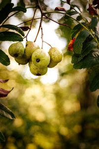 Preview wallpaper pear, fruit, branch, leaves, macro