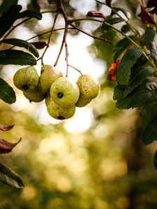 Preview wallpaper pear, fruit, branch, leaves, macro