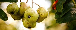 Preview wallpaper pear, fruit, branch, leaves, macro