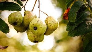 Preview wallpaper pear, fruit, branch, leaves, macro