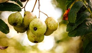 Preview wallpaper pear, fruit, branch, leaves, macro