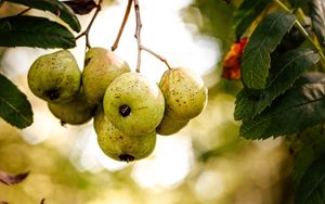 Preview wallpaper pear, fruit, branch, leaves, macro