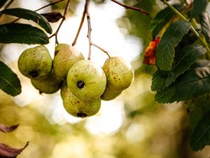 Preview wallpaper pear, fruit, branch, leaves, macro