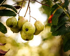 Preview wallpaper pear, fruit, branch, leaves, macro