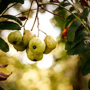 Preview wallpaper pear, fruit, branch, leaves, macro