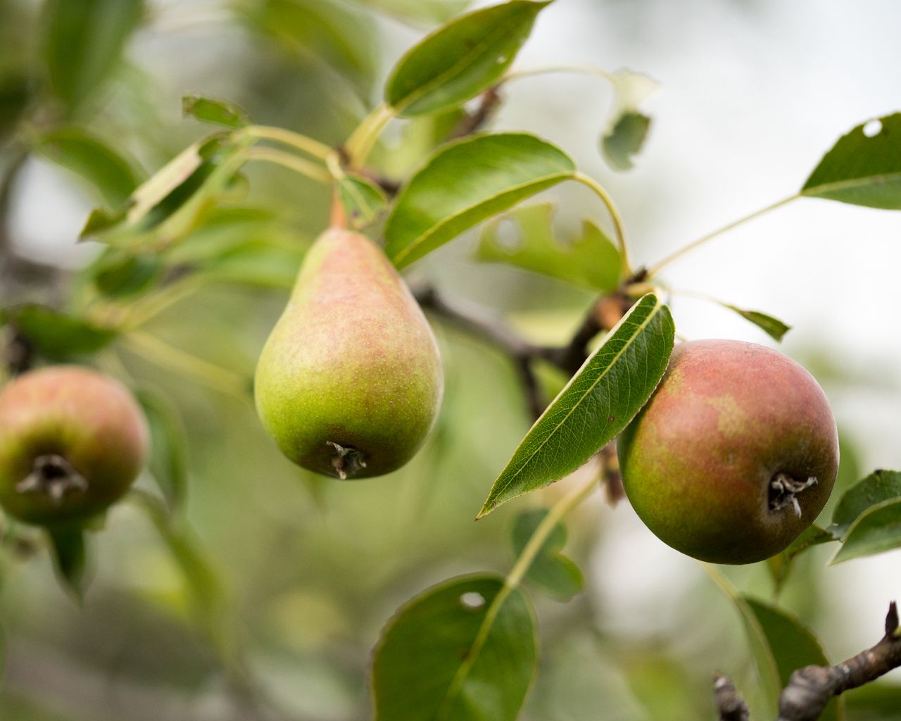 Download wallpaper 1280x1024 pear, fruit, branches, leaves, macro