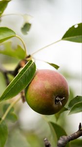 Preview wallpaper pear, fruit, branches, leaves, macro