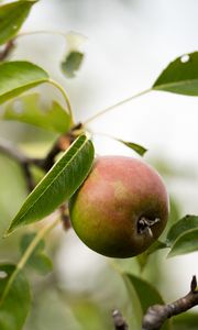 Preview wallpaper pear, fruit, branches, leaves, macro