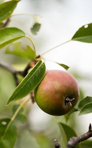 Preview wallpaper pear, fruit, branches, leaves, macro