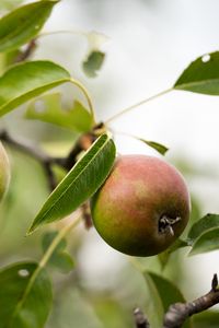 Preview wallpaper pear, fruit, branches, leaves, macro