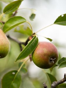 Preview wallpaper pear, fruit, branches, leaves, macro