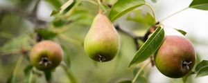 Preview wallpaper pear, fruit, branches, leaves, macro