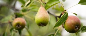 Preview wallpaper pear, fruit, branches, leaves, macro