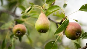 Preview wallpaper pear, fruit, branches, leaves, macro