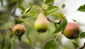 Preview wallpaper pear, fruit, branches, leaves, macro