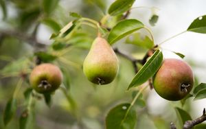 Preview wallpaper pear, fruit, branches, leaves, macro