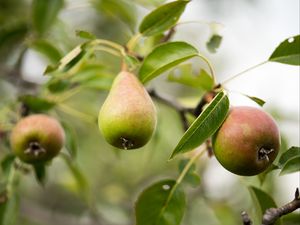 Preview wallpaper pear, fruit, branches, leaves, macro