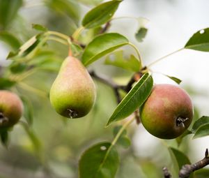 Preview wallpaper pear, fruit, branches, leaves, macro