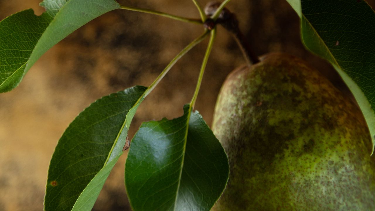 Wallpaper pear, fruit, leaves, macro