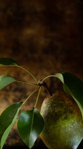 Preview wallpaper pear, fruit, leaves, macro
