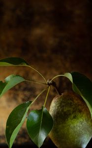 Preview wallpaper pear, fruit, leaves, macro