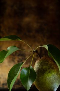 Preview wallpaper pear, fruit, leaves, macro