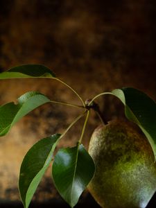 Preview wallpaper pear, fruit, leaves, macro