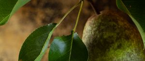 Preview wallpaper pear, fruit, leaves, macro