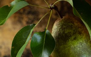 Preview wallpaper pear, fruit, leaves, macro