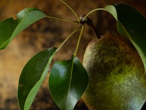 Preview wallpaper pear, fruit, leaves, macro