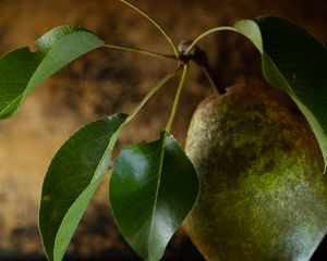 Preview wallpaper pear, fruit, leaves, macro