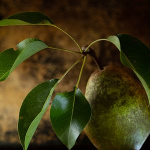 Preview wallpaper pear, fruit, leaves, macro
