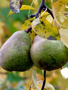 Preview wallpaper pear, pair, twigs, straw, autumn