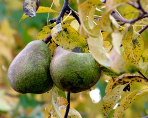 Preview wallpaper pear, pair, twigs, straw, autumn