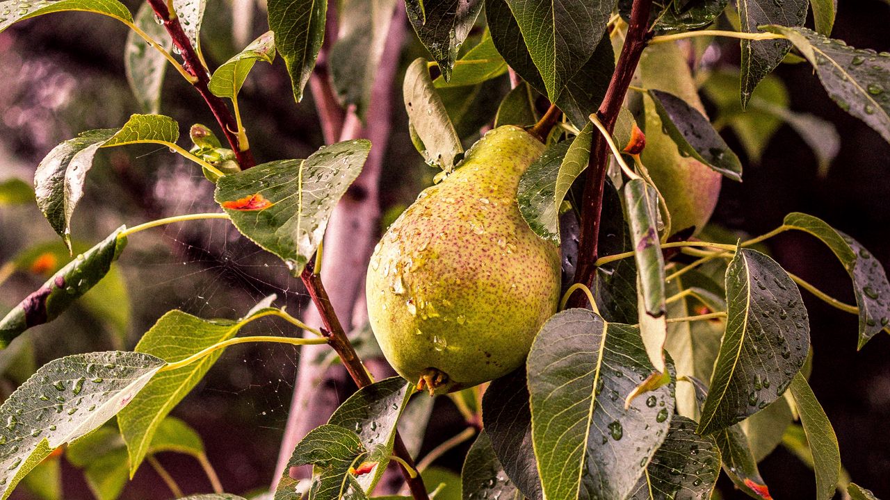 Wallpaper pear, tree, branch, drops