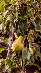 Preview wallpaper pear, tree, branch, drops