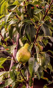 Preview wallpaper pear, tree, branch, drops