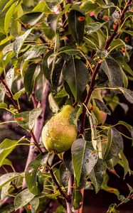 Preview wallpaper pear, tree, branch, drops