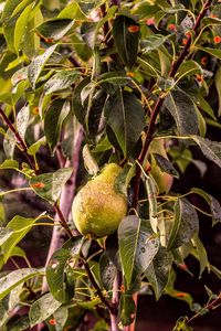 Preview wallpaper pear, tree, branch, drops