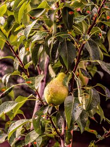 Preview wallpaper pear, tree, branch, drops