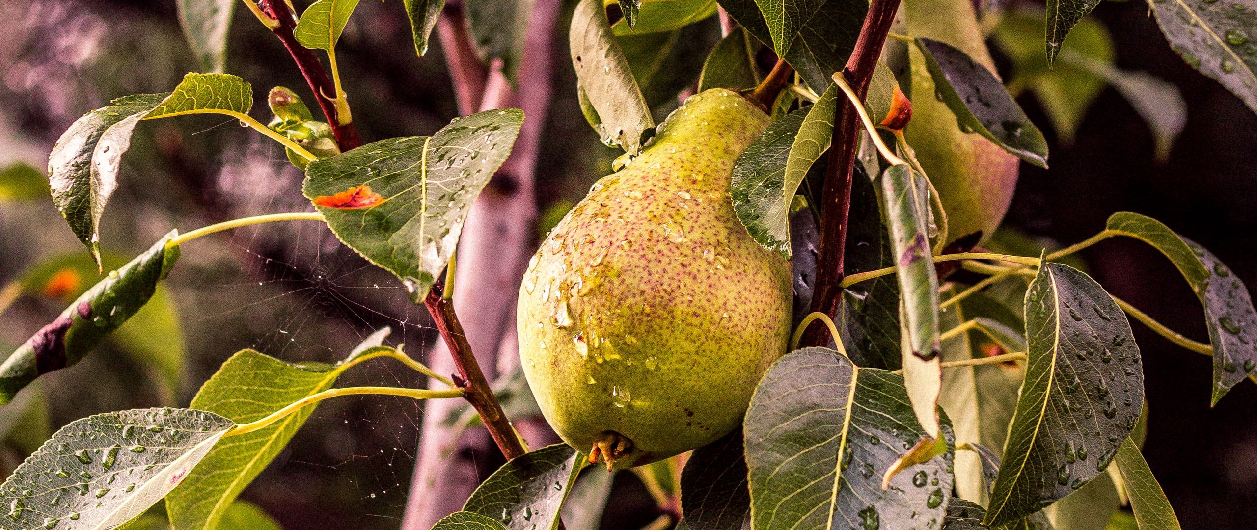 Download wallpaper 2560x1080 pear, tree, branch, drops dual wide 1080p